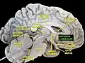 Anterior commissure