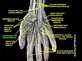 Flexor pollicis brevis muscle