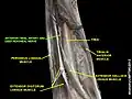 Deep fibular nerve