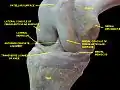 Knee joint, deep dissection, anteromedial view