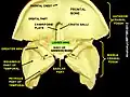 Lesser wing of sphenoid bone