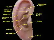 External ear. Right auricle.Lateral view.