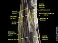 Brachial cutaneous nerve