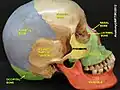 Occipital bone