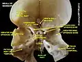 Basilar part of occipital bone