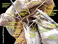 Stylopharyngeus muscle