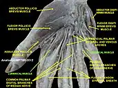 Lumbricals muscle