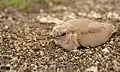 Small pratincole - chick