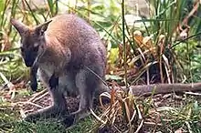 Gray wallaby