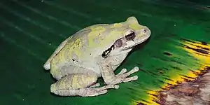 Mexican treefrog (Smilisca baudinii), municipality of Gómez Farías, Tamaulipas (8 August 2004).