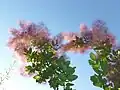 Young smoketree in bloom