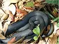 Like most cold-blooded creatures, the black racer relies on sun and shade to regulate its temperature.