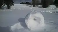 Snow rollers formed overnight during high winds in Venus, Pennsylvania