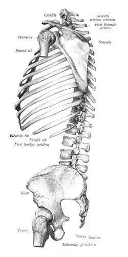 Side view of the rib cage