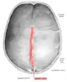 Sagittal suture seen from inside.