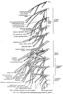 The plan of the lumbosacral plexus