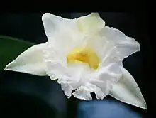 Sobralia macrophylla