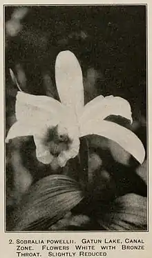 Sobralia powellii