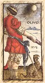 XVI – Olivo