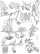 Botanical illustration