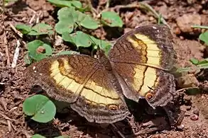 J. t. teroidesKibale Forest, Uganda