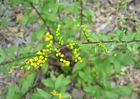 Detail of flowers