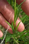 Narrow leaves