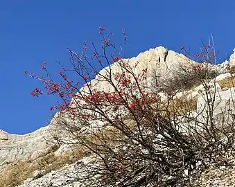 Specimen in the Vercors range holding its fruit through late autumn