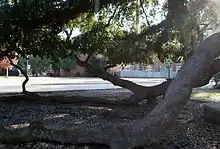 Friendship Oak on the campus of Southeastern Louisiana University is hundreds of years old. Like other mature spreading oaks, Friendship Oak is maintained by arborists to prevent the limbs from growing into the ground.