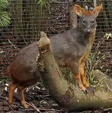 Small brown cervid