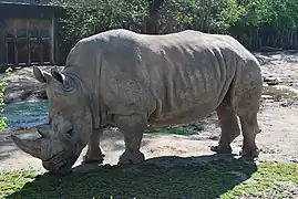 Southern white rhinoceros