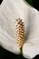 Spadix of Spathiphyllum in Brazil