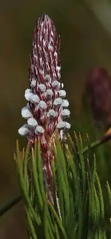 Spatalla longifolia