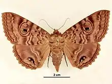 Female, dorsal view