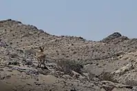 Klipspringer in Sperrgebiet