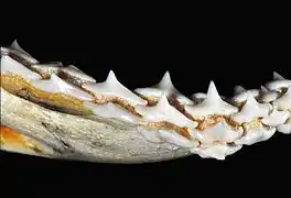 Lower teeth