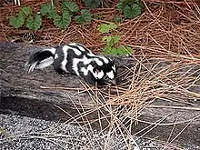 Black skunk with white spots on log