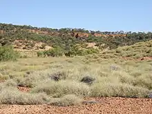 A Spinifex Landscape, Queensland, Australia