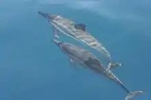 Spinner dolphin