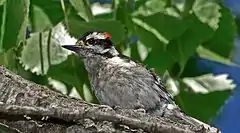 Male Dryobates pubescens in Overpeck Park, New Jersey, USA