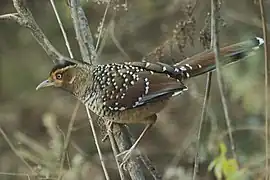 Spotted laughingthrush (Ianthocincla ocellata) in undergrowth of a mixed cold temperate Himalayan Forest, about 2250 meters above sea level, in Sarmoli Village, Munsiari, District Pithoragarh, Uttarakhand.