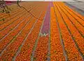 Spring tulips near the Tweede Doodweg, Vogelenzang (photo taken from the Amsterdamse Waterleidingduinen park).