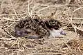 Chick in camouflaged posture