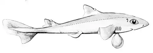 Squalus megalops