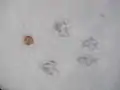 Squirrel tracks in snow.