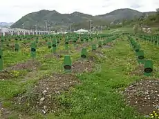 Graves at the Srebrenica–Potočari Memorial Center (2005)