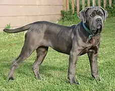 Blue Neapolitan Mastiff