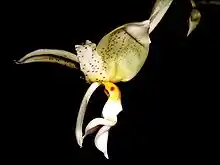 Stanhopea inodora