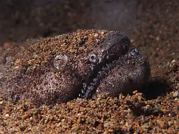 Stargazer snake eel (Brachysomophis cirrocheilos) (14419490013)