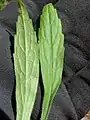 Basal rosette leaves, before plant matures and flowers, Maui, Hawaii